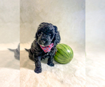 Small Photo #1 Goldendoodle-Poodle (Standard) Mix Puppy For Sale in TULSA, OK, USA