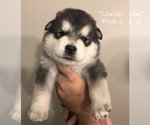 Small Photo #1 Alaskan Malamute Puppy For Sale in GROTTOES, VA, USA
