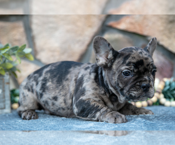 Medium Photo #22 French Bulldog Puppy For Sale in MILLERSBURG, OH, USA