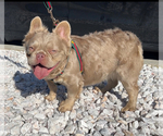 Small Photo #1 French Bulldog Puppy For Sale in SOUTH GATE, CA, USA