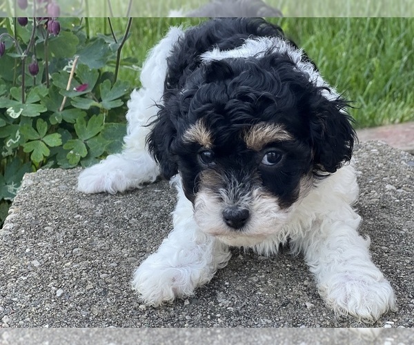Medium Photo #2 Havapoo Puppy For Sale in DUNDEE, OH, USA