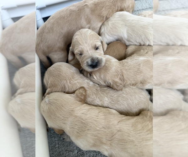 Medium Photo #1 Goldendoodle Puppy For Sale in MANTECA, CA, USA