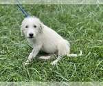 Small Photo #8 Pyredoodle Puppy For Sale in NEOLA, WV, USA