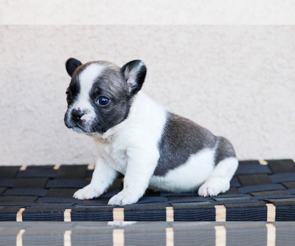 Medium Photo #6 French Bulldog Puppy For Sale in HESPERIA, CA, USA