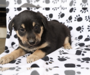 English Cream Golden Retriever-Mutt Mix Puppy for sale in SHILOH, OH, USA