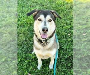 Siberian Husky-Unknown Mix Dogs for adoption in Sacramento, CA, USA