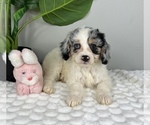 Small #3 Cavapoo