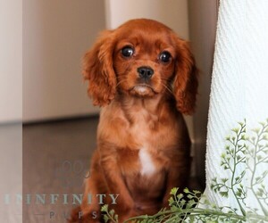 Cavalier King Charles Spaniel Puppy for sale in REINHOLDS, PA, USA