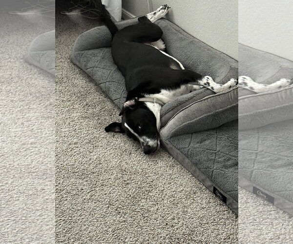 Medium Photo #5 Labrador Retriever Puppy For Sale in Rosenberg, TX, USA