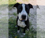 Small #1 American Bulldog Mix