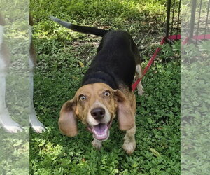 Rue - Female Beagle Dog for Adoption - Photo #13