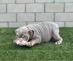 Small Photo #9 English Bulldog Puppy For Sale in OAKLAND, CA, USA