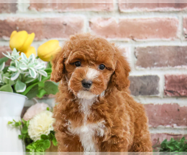Medium Photo #4 Poodle (Miniature) Puppy For Sale in SYRACUSE, IN, USA