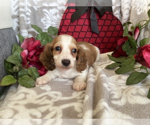 Medium Photo #13 Dachshund Puppy For Sale in SHILOH, OH, USA