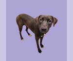 STAR - Female Mutt Dog for Adoption - Small photo