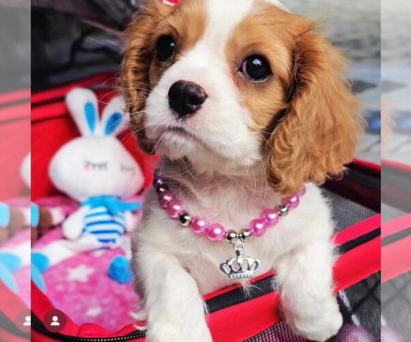 Medium Photo #1 Cavalier King Charles Spaniel Puppy For Sale in ALBUQUERQUE, NM, USA