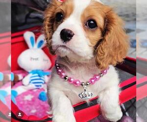 Cavalier King Charles Spaniel Dogs for adoption in ALBUQUERQUE, NM, USA