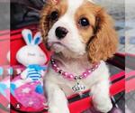 Small Cavalier King Charles Spaniel