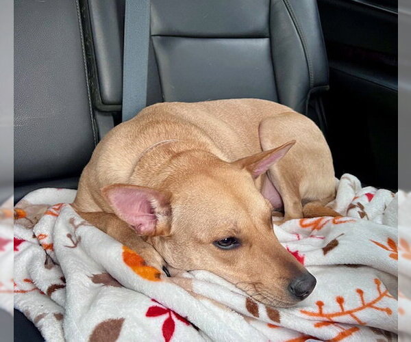 Medium Photo #2 Labrador Retriever-Unknown Mix Puppy For Sale in Jefferson, NJ, USA