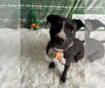 Small American Pit Bull Terrier Mix