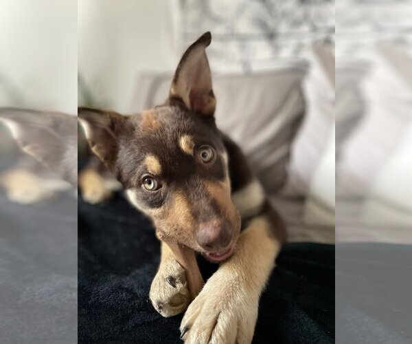 Medium Photo #1 Huskies -Unknown Mix Puppy For Sale in Calgary, Alberta, Canada