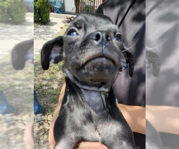 Medium Photo #1 Pug-Unknown Mix Puppy For Sale in San Antonio, TX, USA