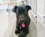 Small Labrador Retriever Mix