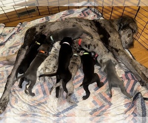 Great Dane Puppy for Sale in MILLVILLE, New Jersey USA