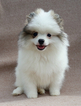 Small Photo #4 Pomeranian Puppy For Sale in WEST PALM BEACH, FL, USA