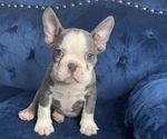 Small Photo #2 French Bulldog Puppy For Sale in BALBOA, CA, USA