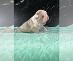 Small #1 Boston Terrier