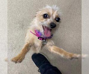 Cairn Terrier Dogs for adoption in Aurora, CO, USA