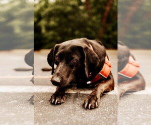 Maggie Moo - Female Labrador Retriever-Unknown Mix Dog for Adoption - Photo #4