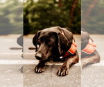 Small Photo #4 Labrador Retriever-Unknown Mix Puppy For Sale in Holly Springs, NC, USA