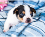 Small #9 Fox Terrier (Smooth)-Fox Terrier (Toy) Mix