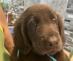 Small #11 Flat Coated Retriever