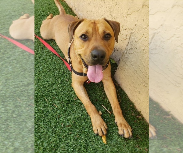 Medium Photo #36 Labrador Retriever-Unknown Mix Puppy For Sale in Pompano Beach , FL, USA