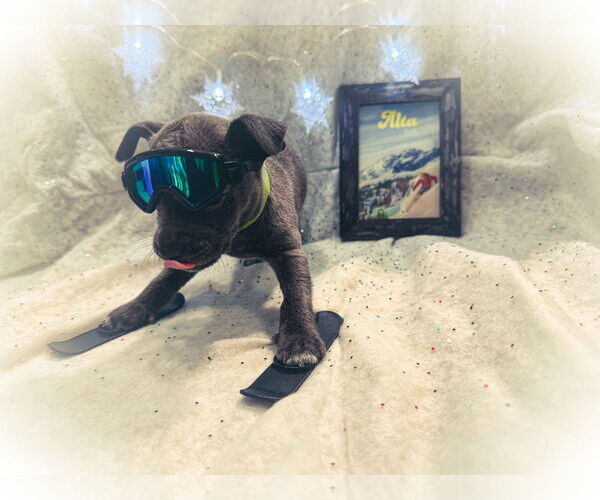 Medium Photo #6 Mutt Puppy For Sale in New London, WI, USA