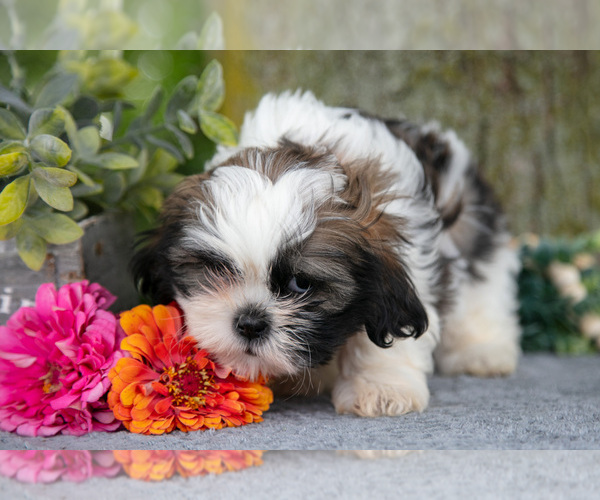 Medium Photo #3 Shih Tzu Puppy For Sale in SHILOH, OH, USA