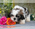 Small #2 Shih Tzu