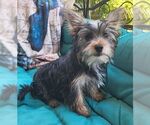 Small #5 Mutt