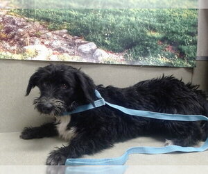 Mutt Dogs for adoption in Moreno Valley, CA, USA