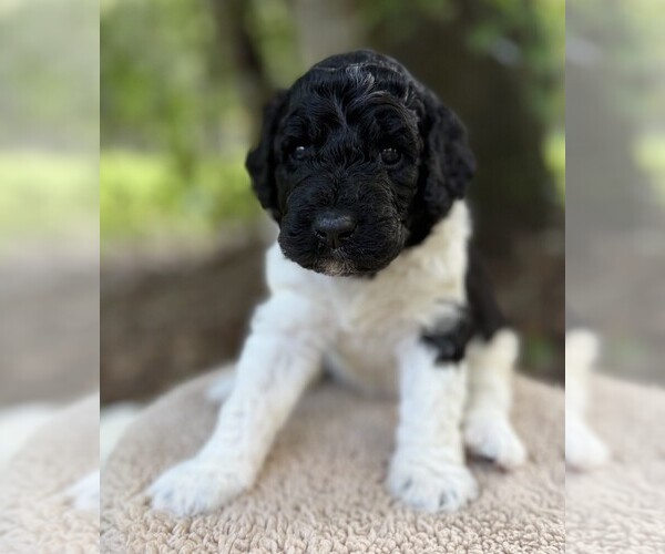 Medium Photo #48 Goldendoodle Puppy For Sale in PIERSON, FL, USA