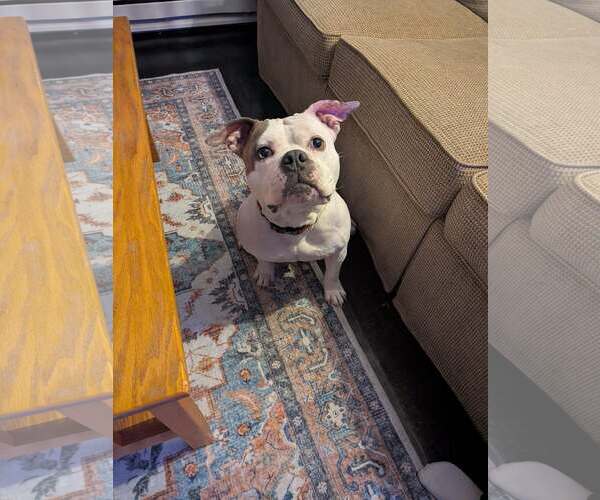 Medium Photo #4 Mutt Puppy For Sale in Catasauqua, PA, USA