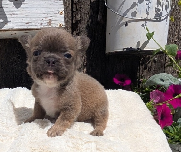 Medium Photo #8 French Bulldog Puppy For Sale in GOSHEN, IN, USA