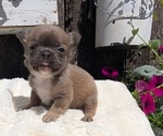 Small #7 French Bulldog