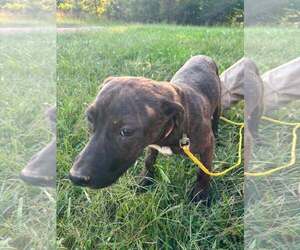 Dewdrop (4mo, 25lbs) - Female Mutt Dog for Adoption - Photo #2