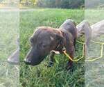 Small Photo #2 Mutt Puppy For Sale in Hinton, WV, USA