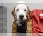 Hucklee - Male Labrador Retriever-Unknown Mix Dog for Adoption - Small photo