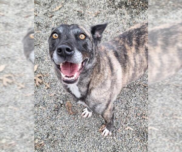 Medium Photo #1 German Shepherd Dog-Unknown Mix Puppy For Sale in Woodland, CA, USA